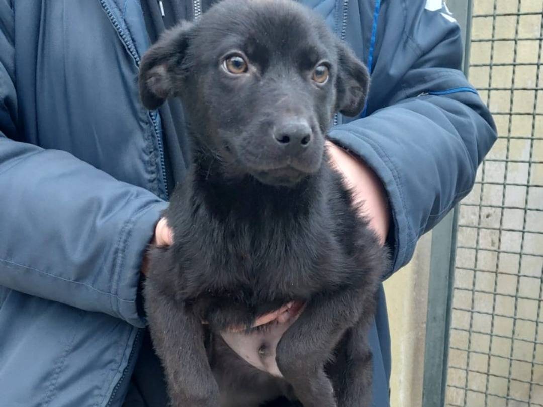 Adozione cane, maschio, Razza sconosciuta Razza sconosciuta, 4 mesi, taglia media, Caserta