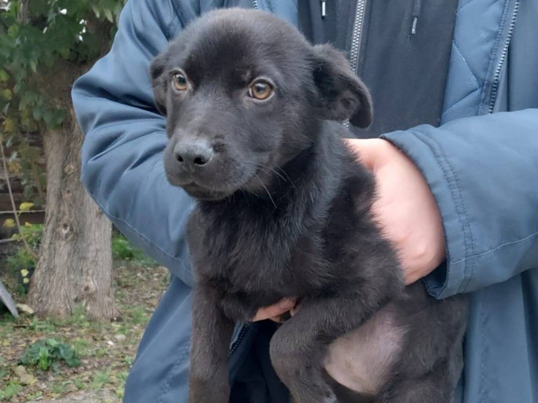 Adotta un cane, maschio, 4 mesi, Caserta