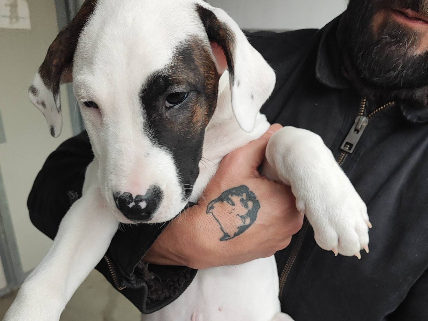 Adozione cane, maschio, Razza sconosciuta Razza sconosciuta, 4 mesi, taglia media, Lodi