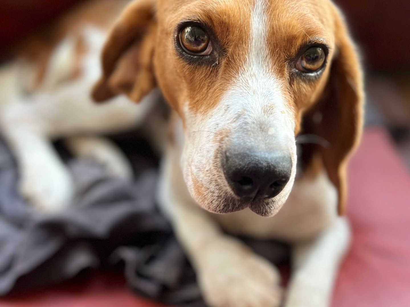 Adotta un cane, femmina, 4 anni, Trento