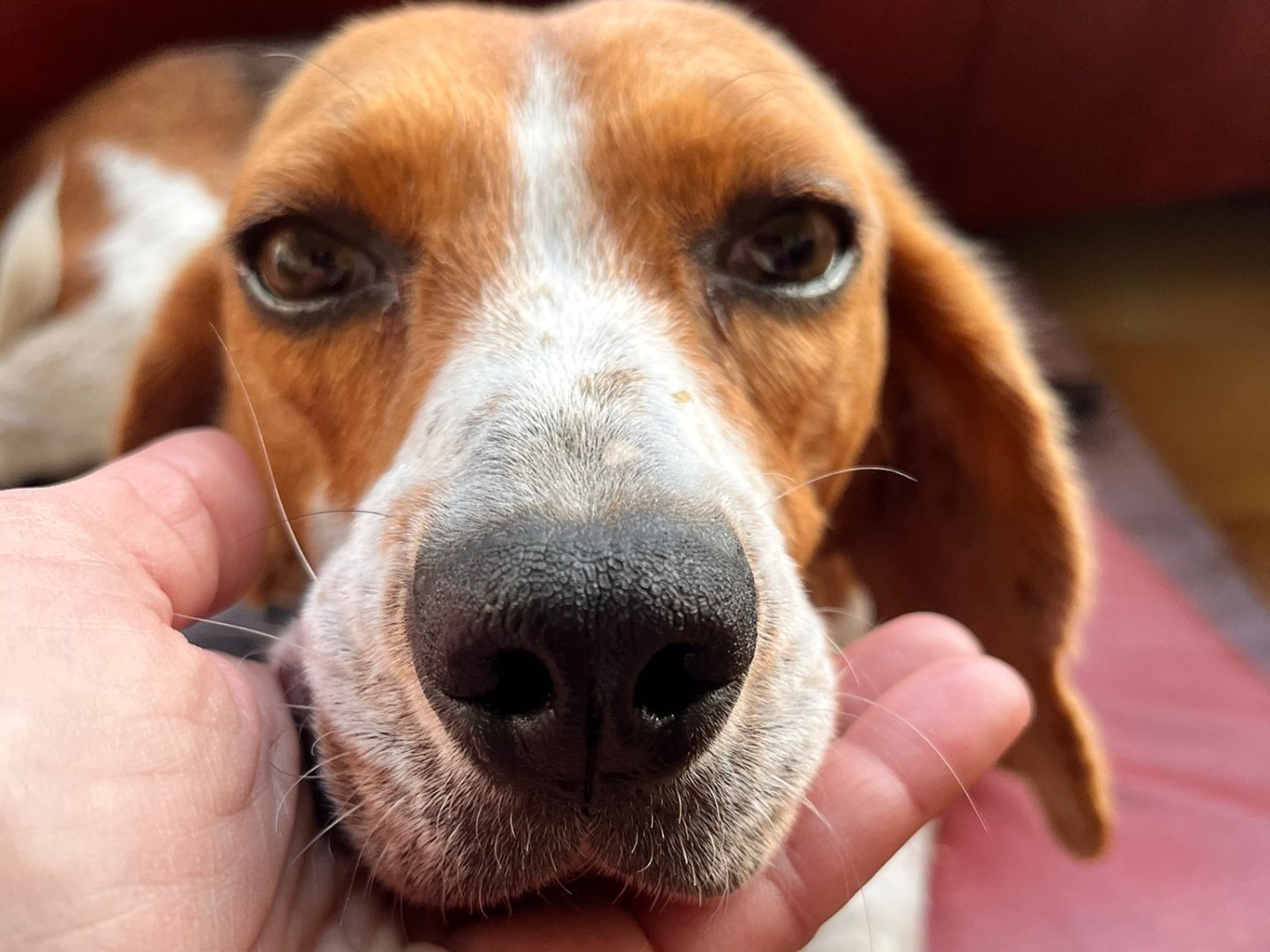 Adotta un cane, taglia media contenuta, femmina, Trento