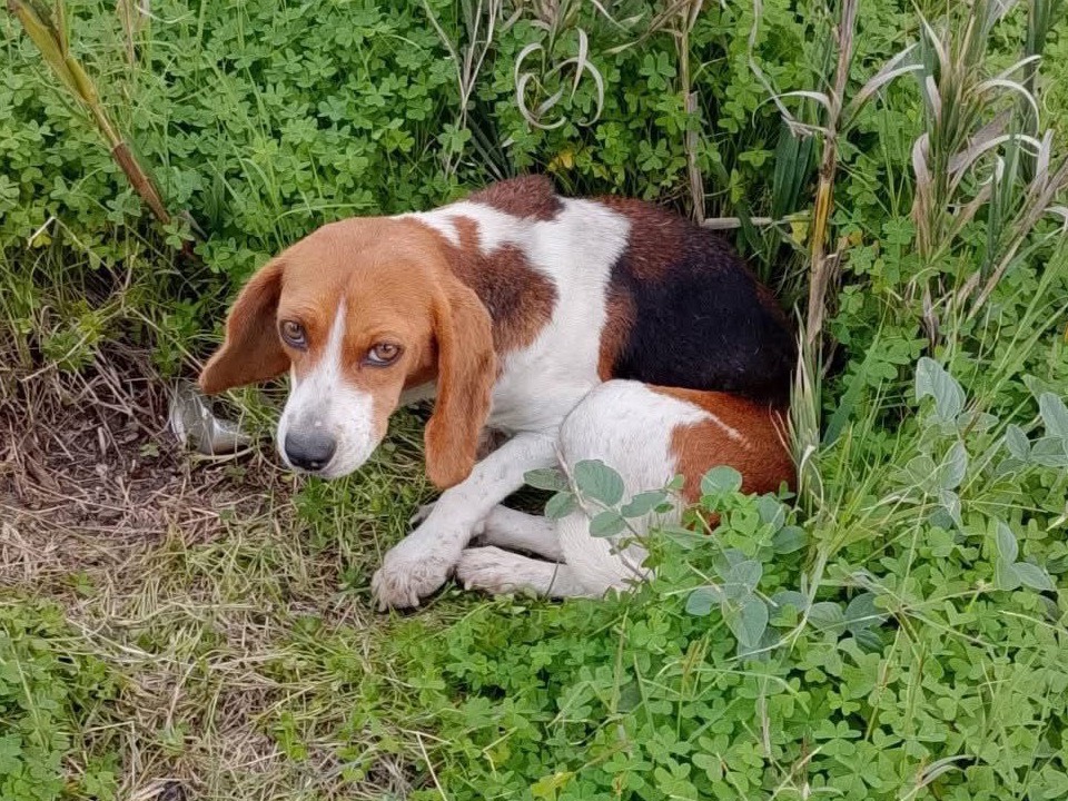 Vuoi adottare un cane a Trento?