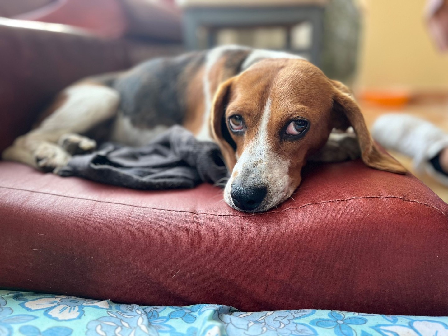 Adotta il cane Nikita a Trento