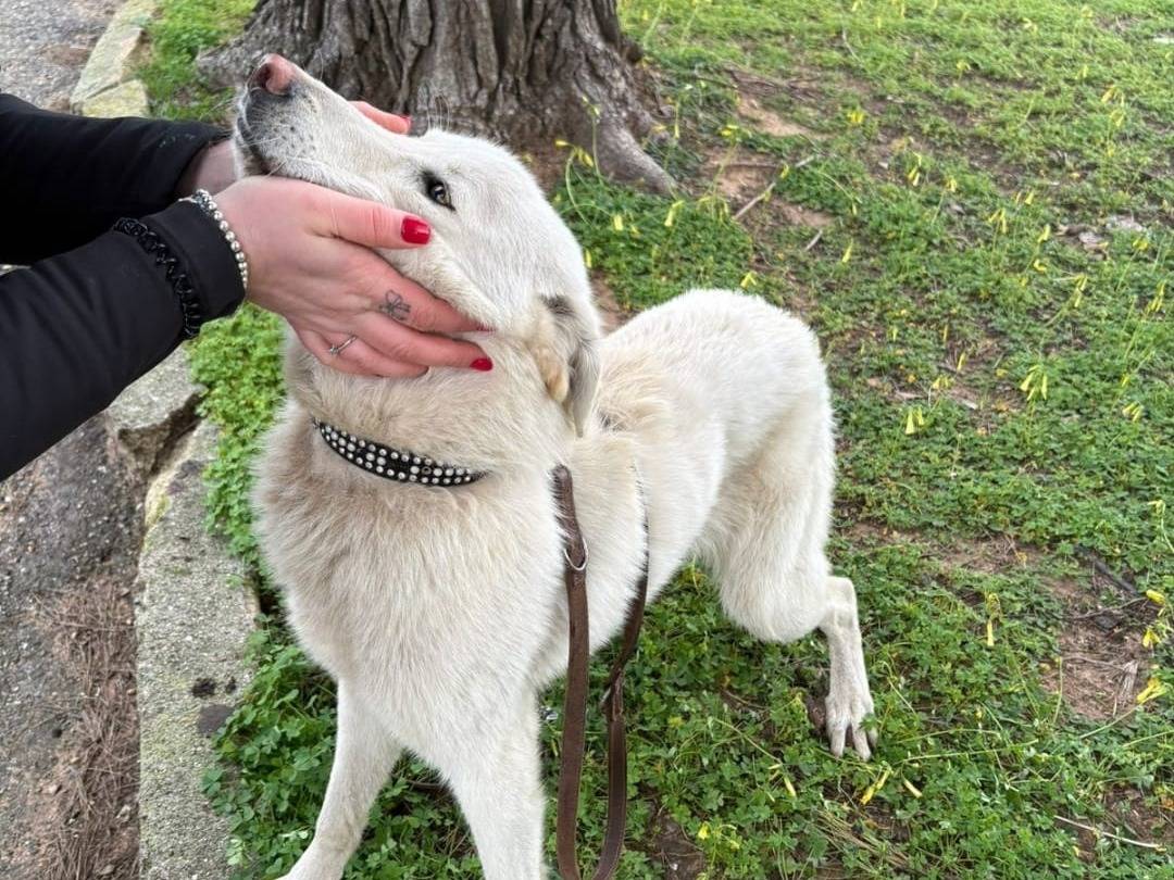 Vuoi adottare un cane a Crotone?
