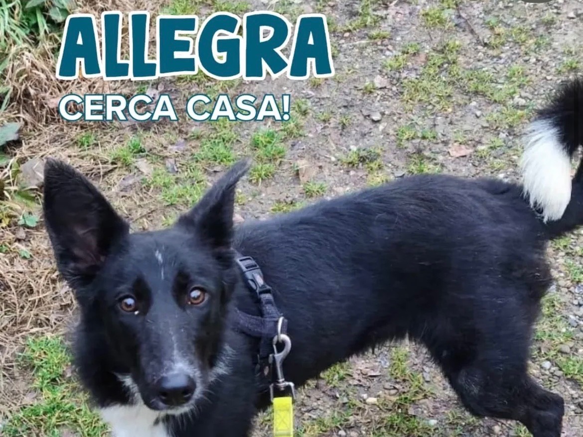 Adozione cane, femmina, Razza sconosciuta Razza sconosciuta, 7 mesi, taglia media, Milano