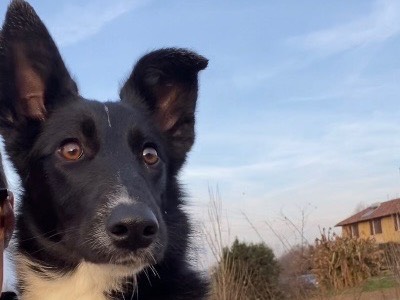Adotta un cane, femmina, 7 mesi, Milano