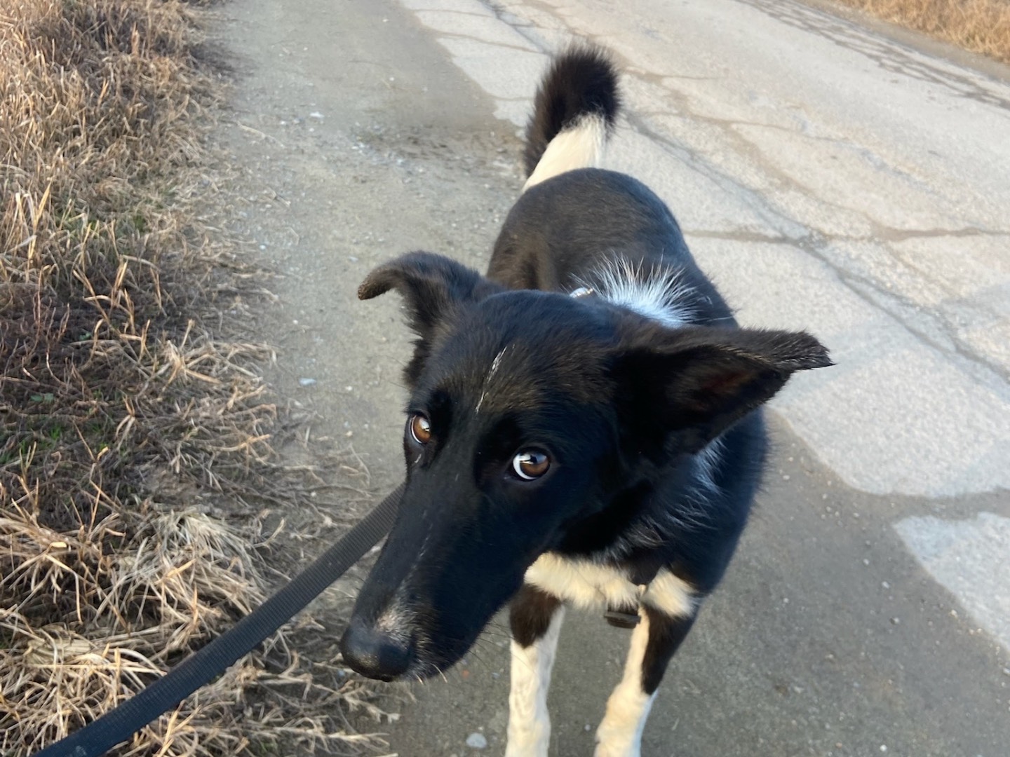 Adotta un cane, taglia media, femmina, Milano