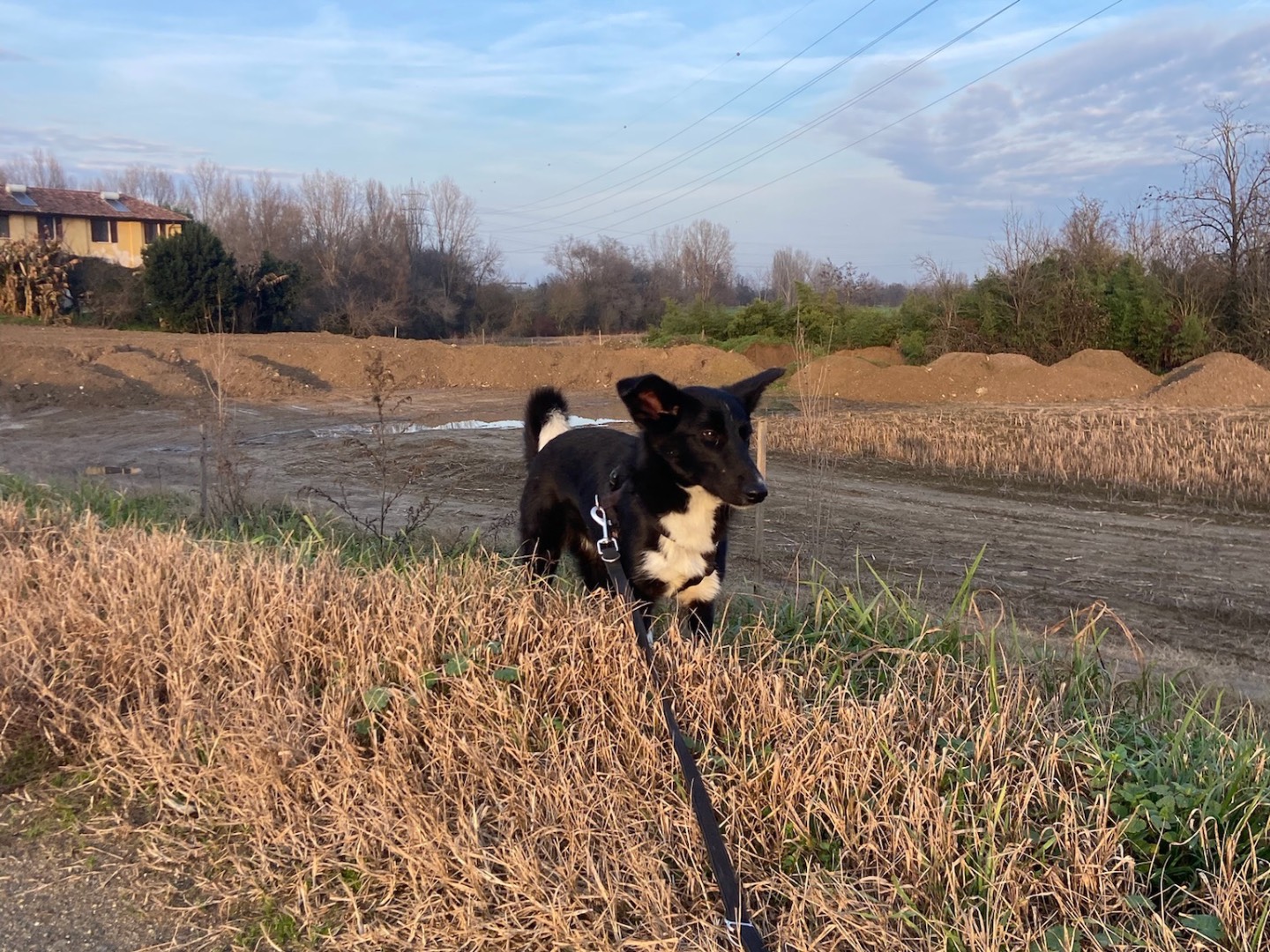 Vuoi adottare un cane a Milano?