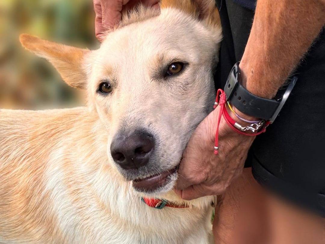 Adozione cane, maschio, Razza sconosciuta Razza sconosciuta, 7 mesi, taglia media, Parma