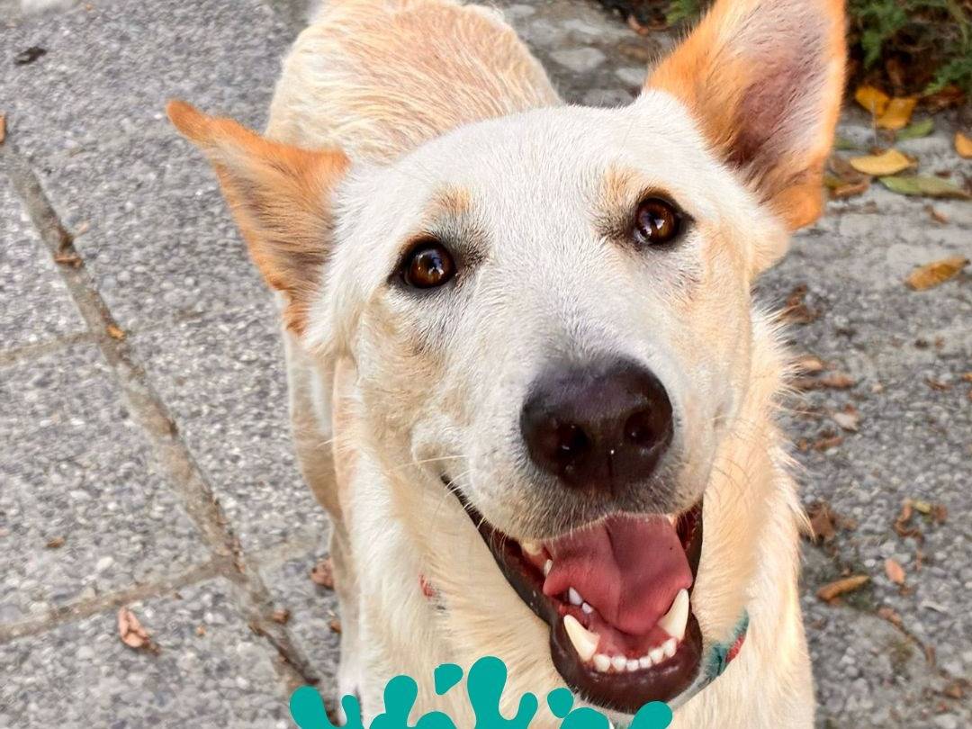 Adotta un cane, taglia media, maschio, Parma