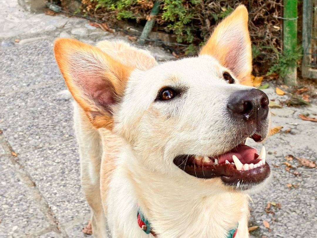 Vuoi adottare un cane a Parma?