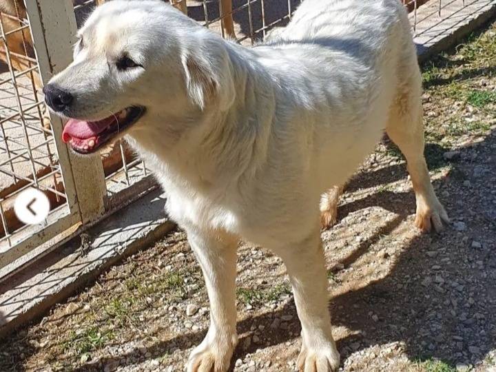 Adotta un cane, femmina, 8 mesi, Campobasso