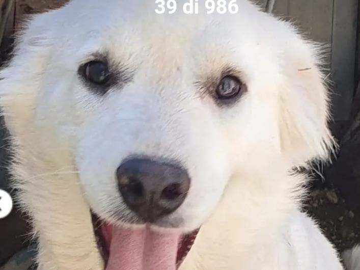 Adotta un cane, taglia media, femmina, Campobasso