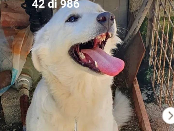 Vuoi adottare un cane a Campobasso?