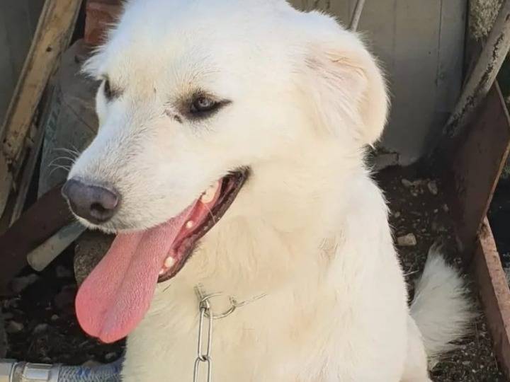 Adotta il cane Bianca  a Campobasso