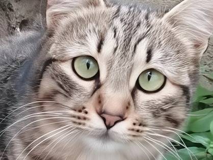Adozione gatto, maschio, Razza sconosciuta Razza sconosciuta, 8 mesi, taglia non valida, Potenza