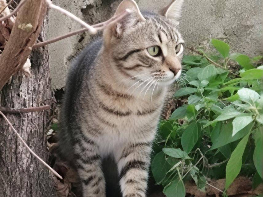 Adotta un gatto, taglia non valida, maschio, Potenza