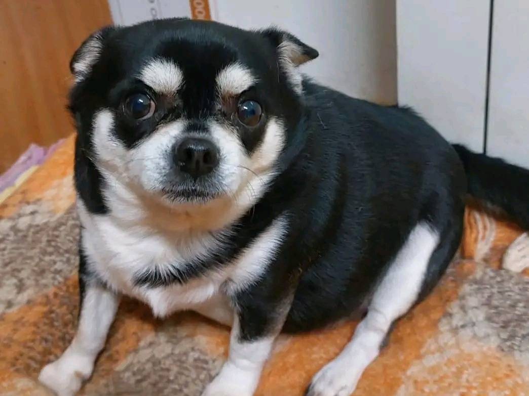 Adozione cane, maschio, Chihuahua Razza sconosciuta, 8 anni, taglia piccola, Cremona