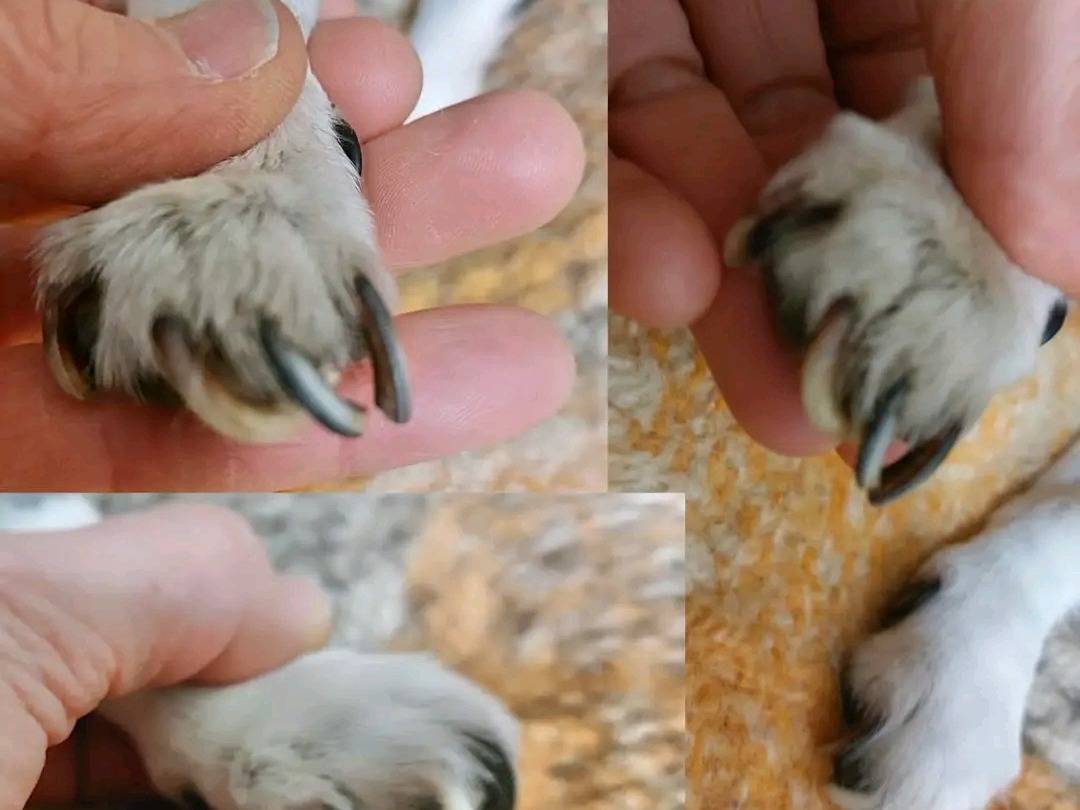 Adotta un cane, maschio, 8 anni, Cremona