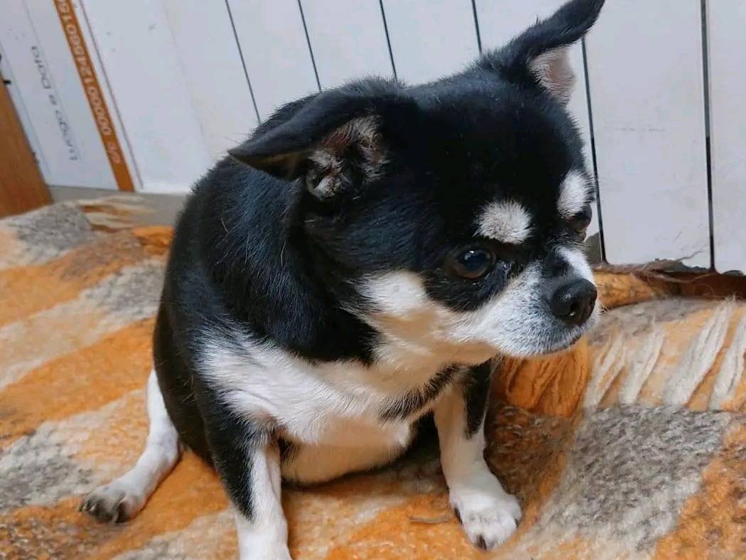 Adotta un cane, taglia piccola, maschio, Cremona