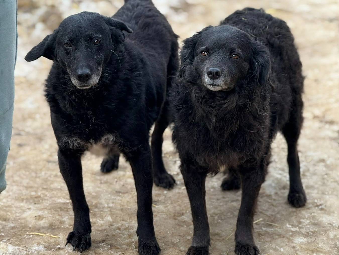 Adozione cane, femmina, Razza sconosciuta Razza sconosciuta, 4 anni e 4 mesi, taglia media, Firenze