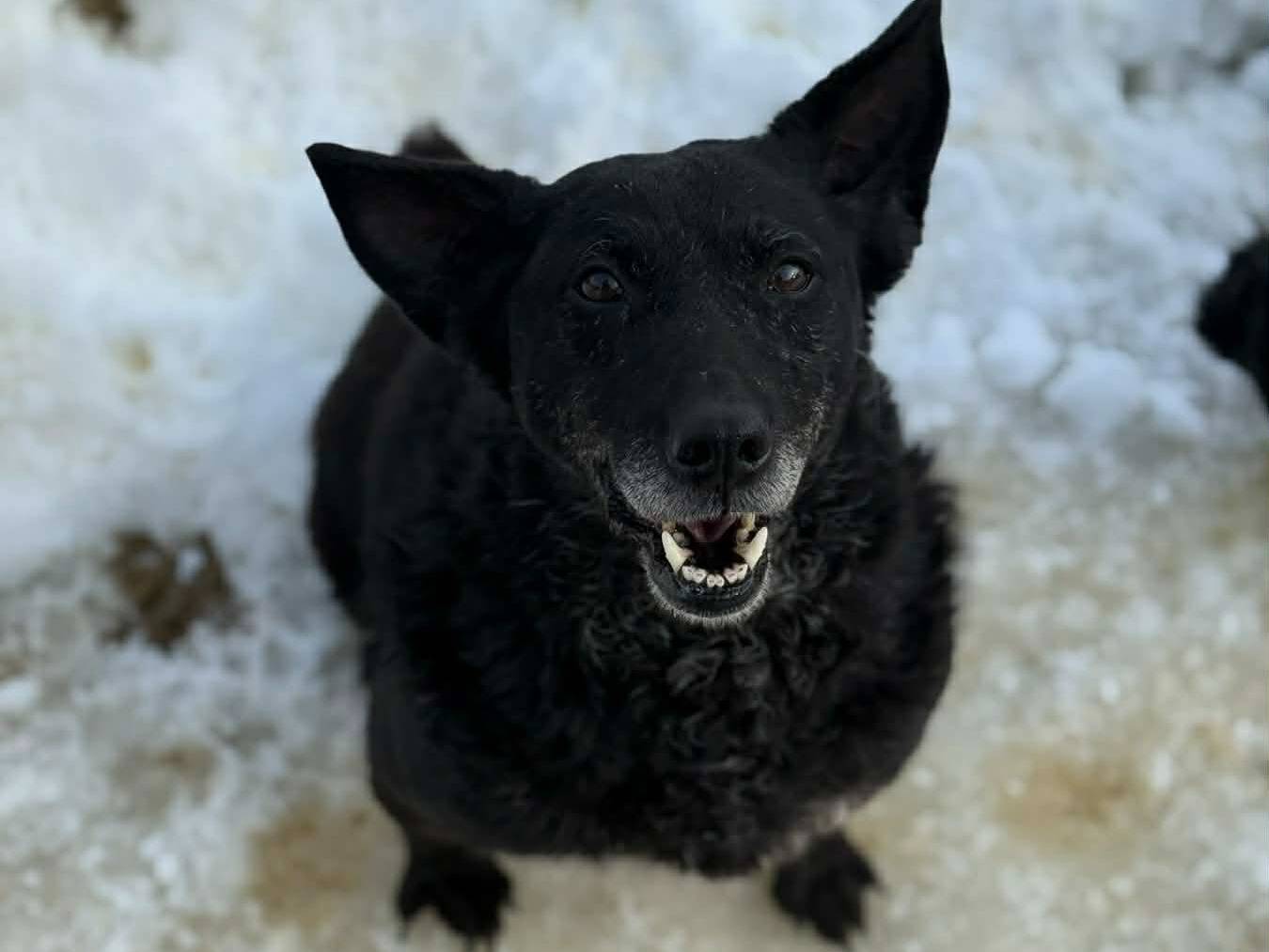 Vuoi adottare un cane a Firenze?