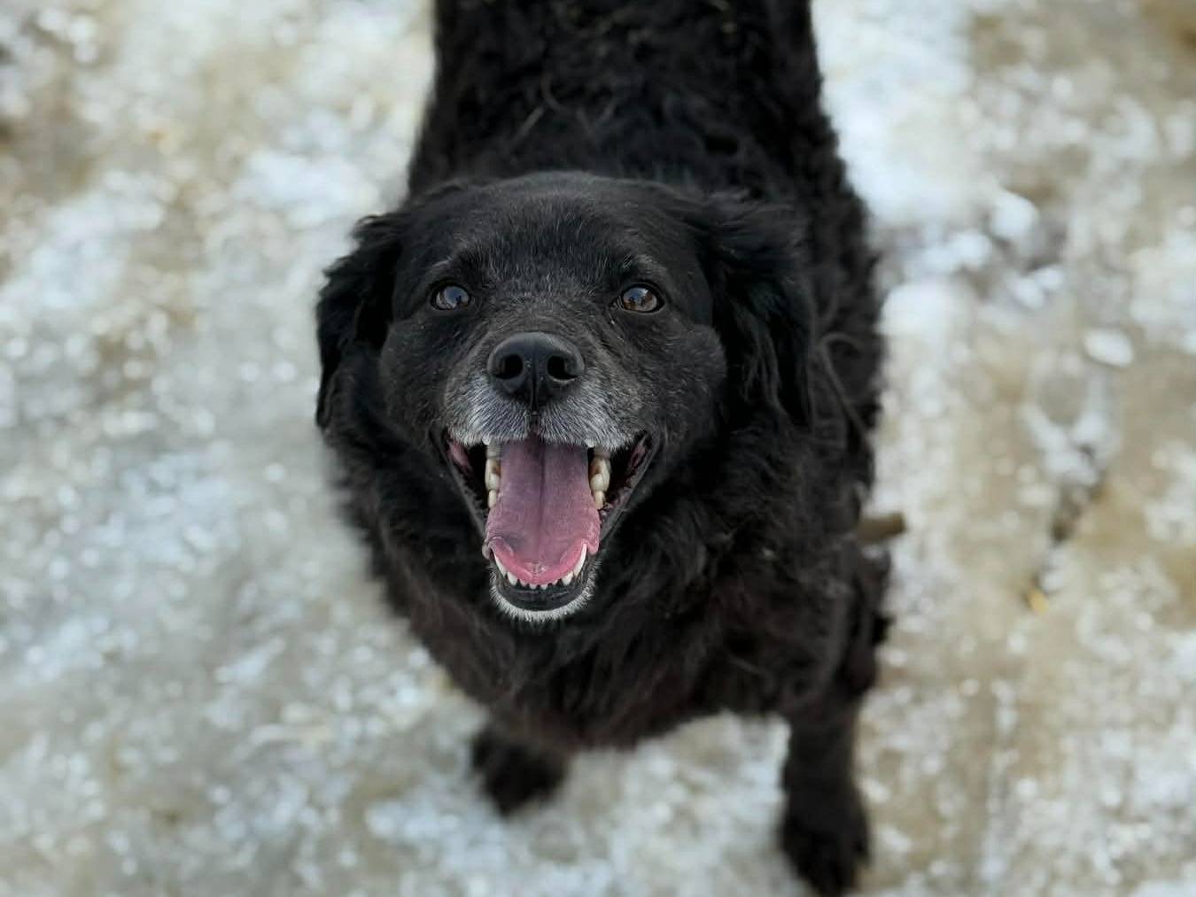 Adotta il cane CHEOPE e ISIDE a Firenze