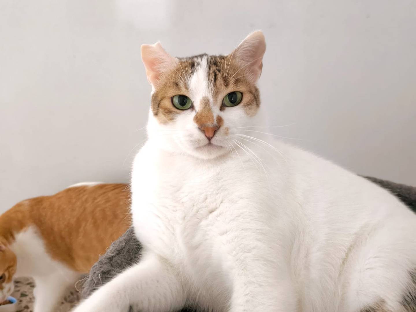 Adotta un gatto, maschio, 2 anni e 4 mesi, Bari