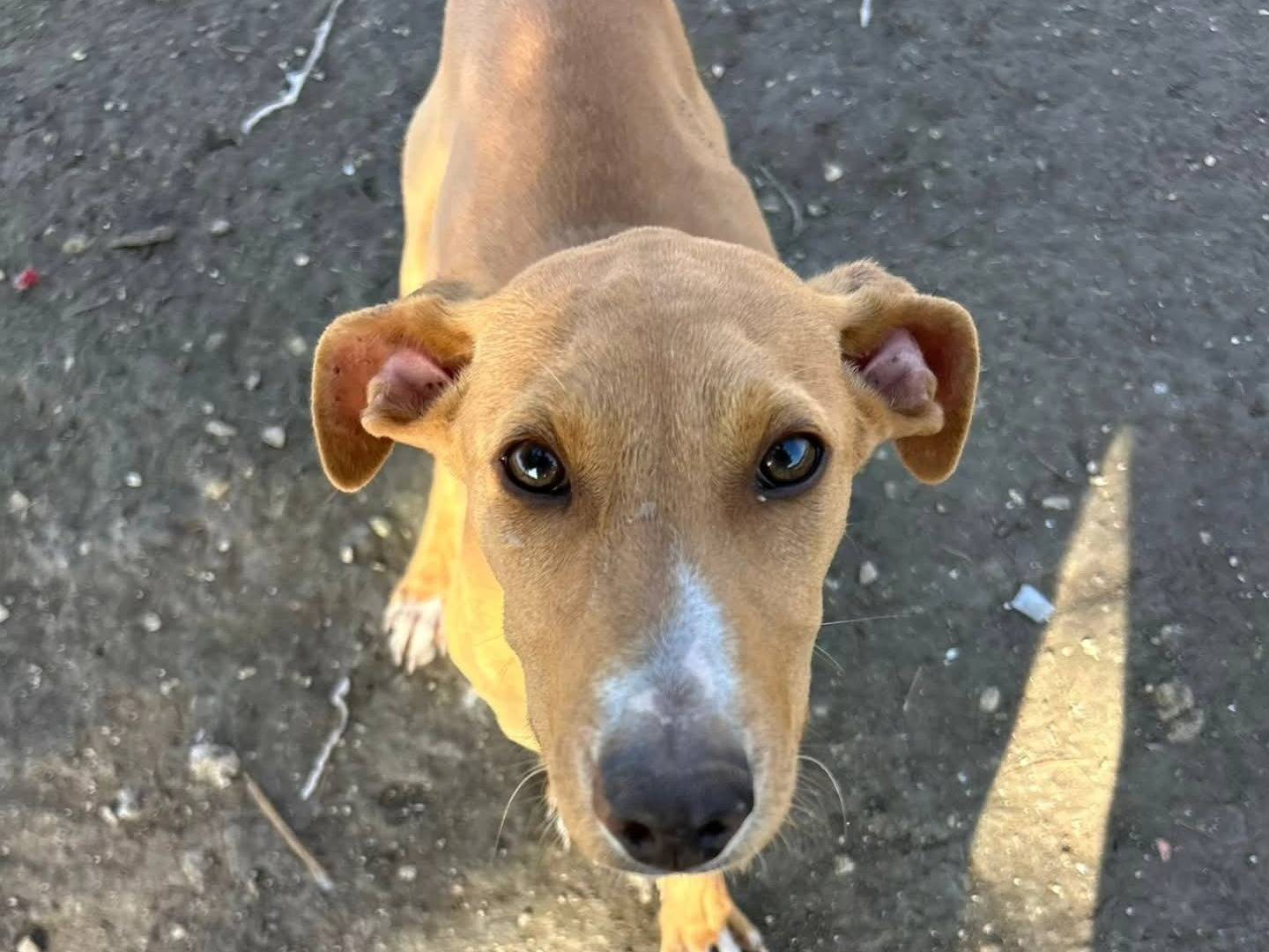 Adozione cane, maschio, Razza sconosciuta Razza sconosciuta, 5 mesi, taglia media, Torino