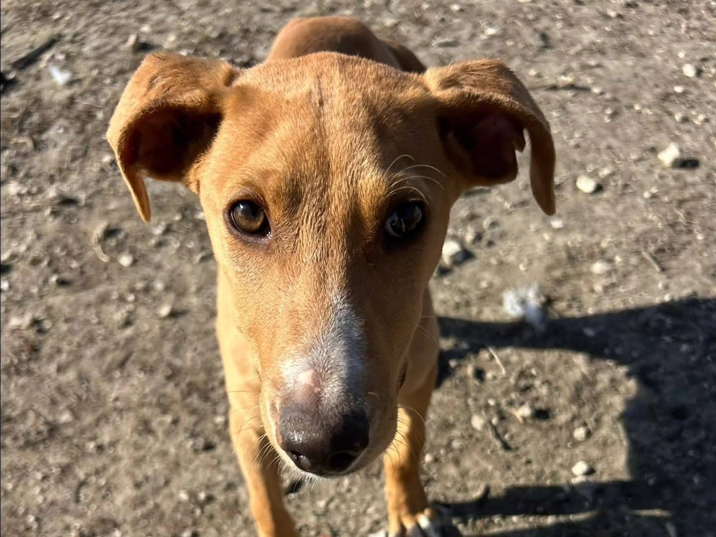 Adotta un cane, maschio, 5 mesi, Torino