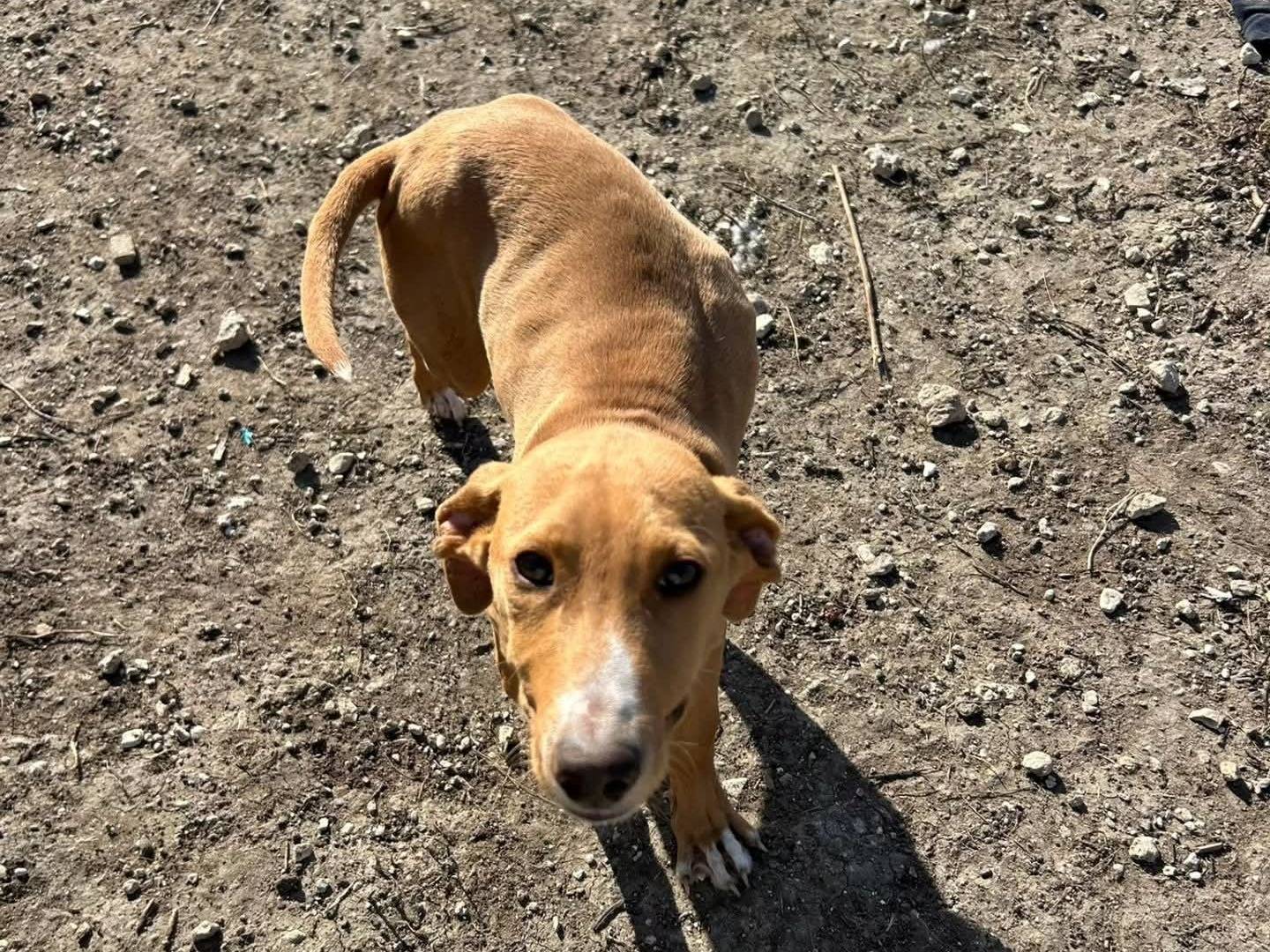 Adotta un cane, taglia media, maschio, Torino