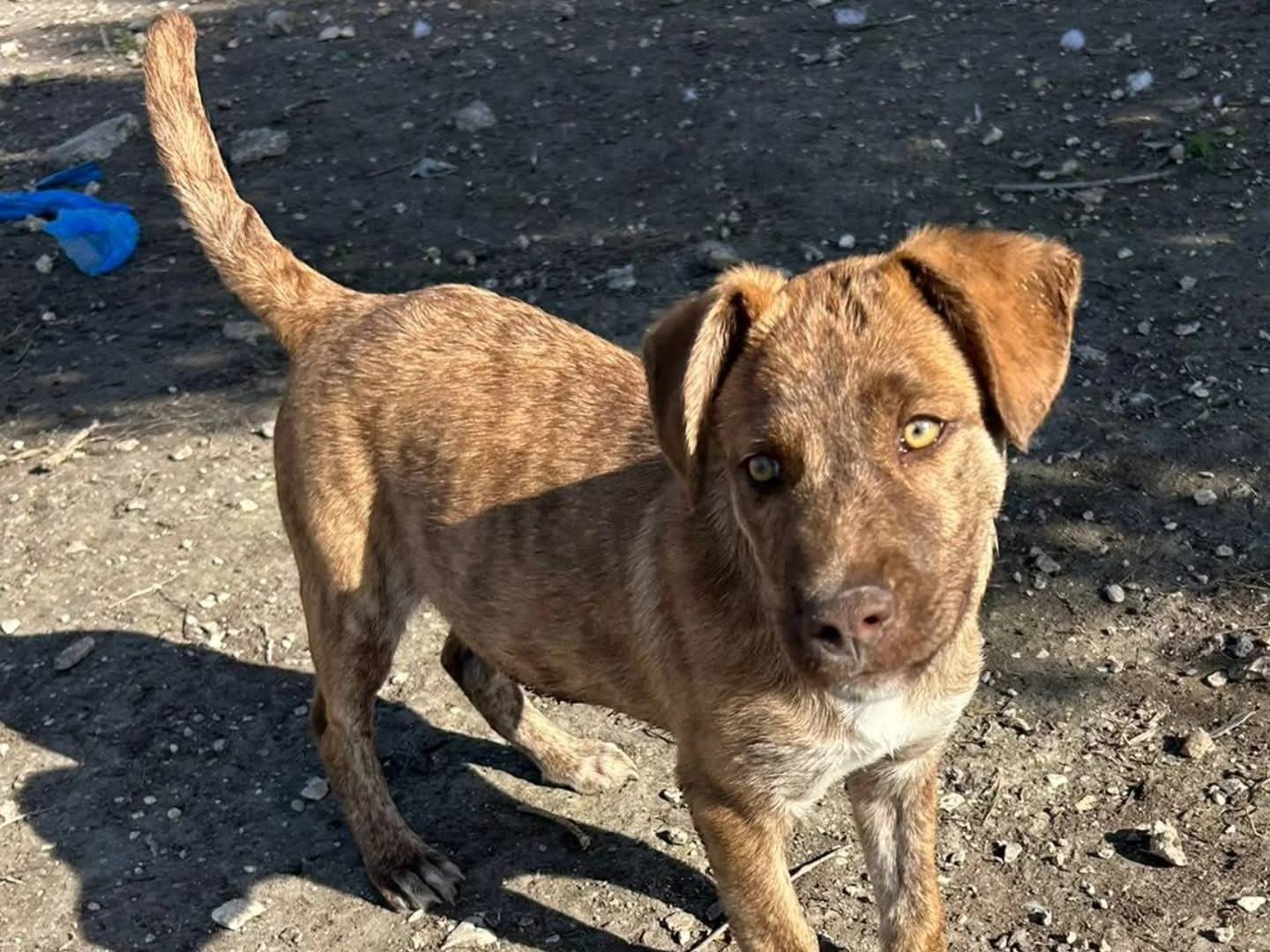 Adozione cane, maschio, Razza sconosciuta Razza sconosciuta, 3 mesi, taglia media, Torino