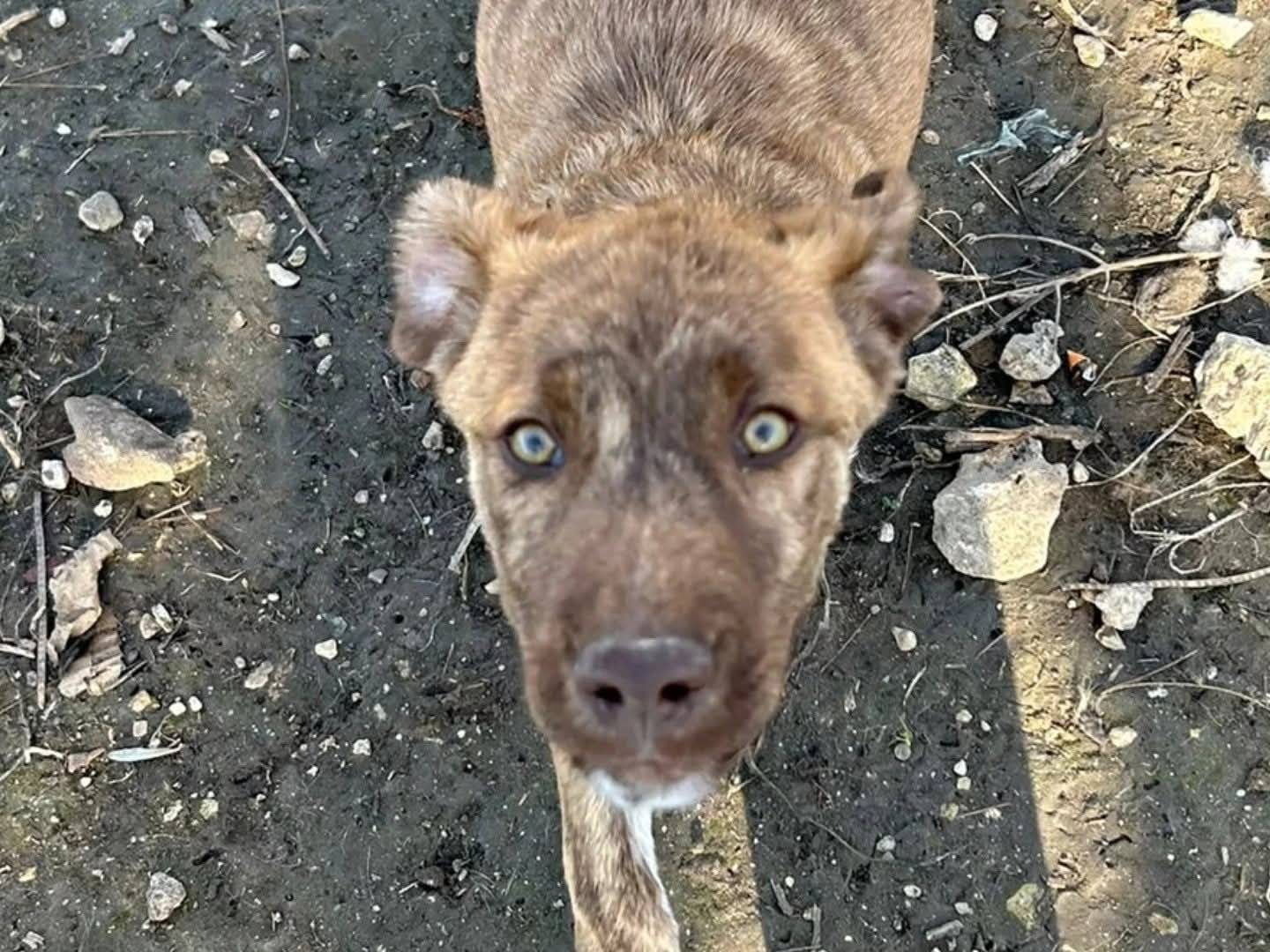 Adotta un cane, maschio, 3 mesi, Torino