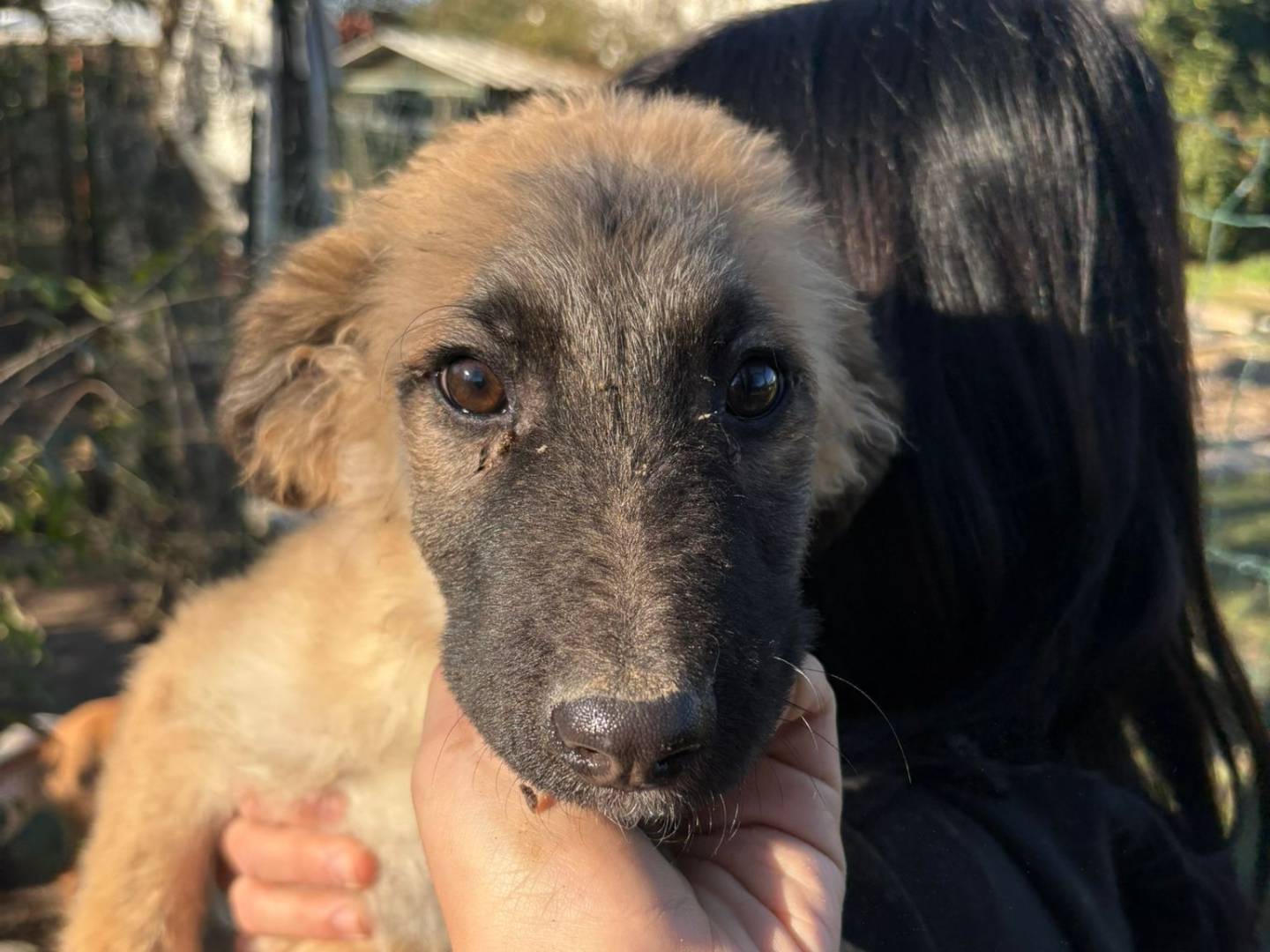 Adozione cane, maschio, Razza sconosciuta Razza sconosciuta, 3 mesi, taglia media, Torino