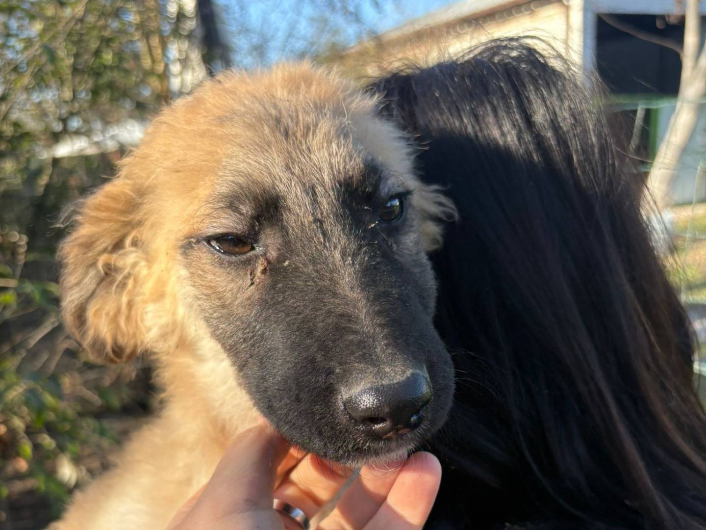 Adotta un cane, maschio, 3 mesi, Torino