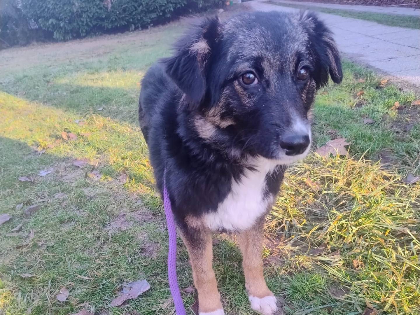 Adozione cane, maschio, Razza sconosciuta Razza sconosciuta, 4 mesi, taglia grande, Torino