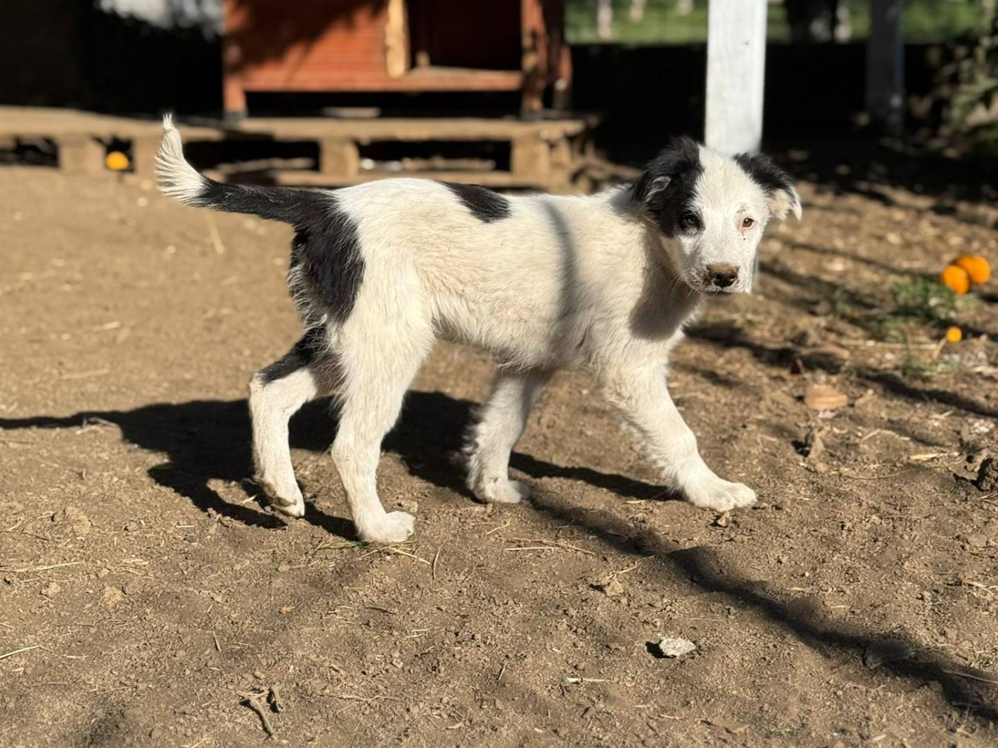Adozione cane, maschio, Razza sconosciuta Razza sconosciuta, 4 mesi, taglia media, Torino