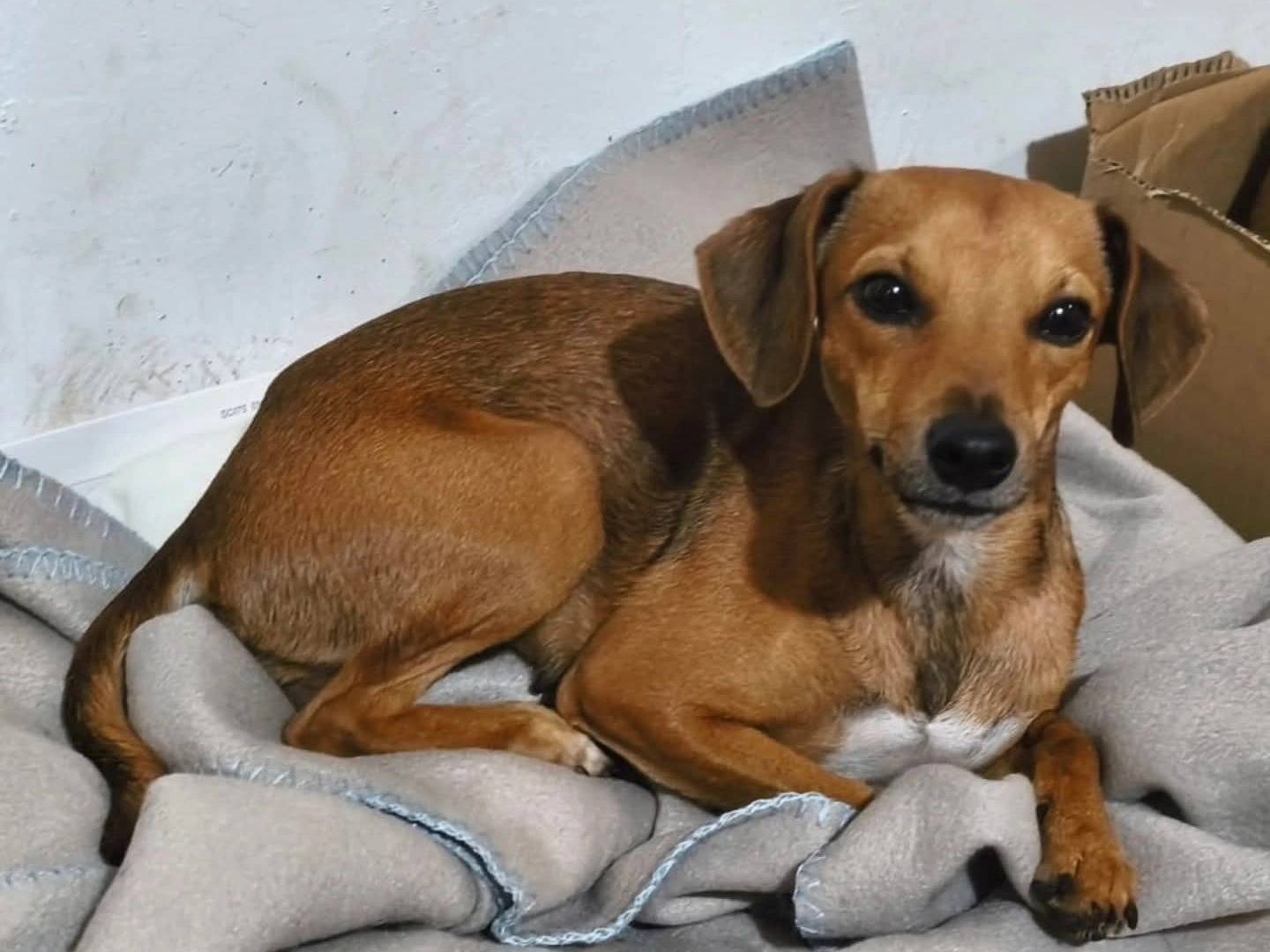 Adozione cane, femmina, Pinscher Razza sconosciuta, 10 mesi, taglia piccola, Torino