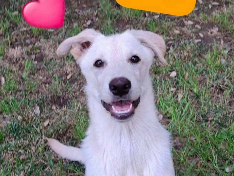 Adozione cane, maschio, Razza sconosciuta Razza sconosciuta, 10 mesi, taglia media, Crotone