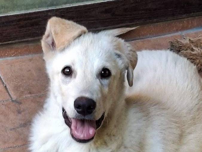 Adotta un cane, maschio, 10 mesi, Crotone