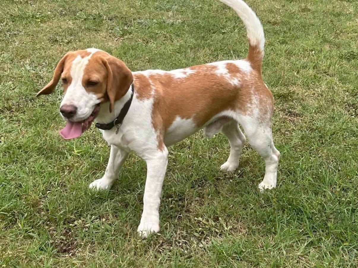 Adozione cane, maschio, Beagle  Razza sconosciuta, 2 anni e 8 mesi, taglia media, Roma
