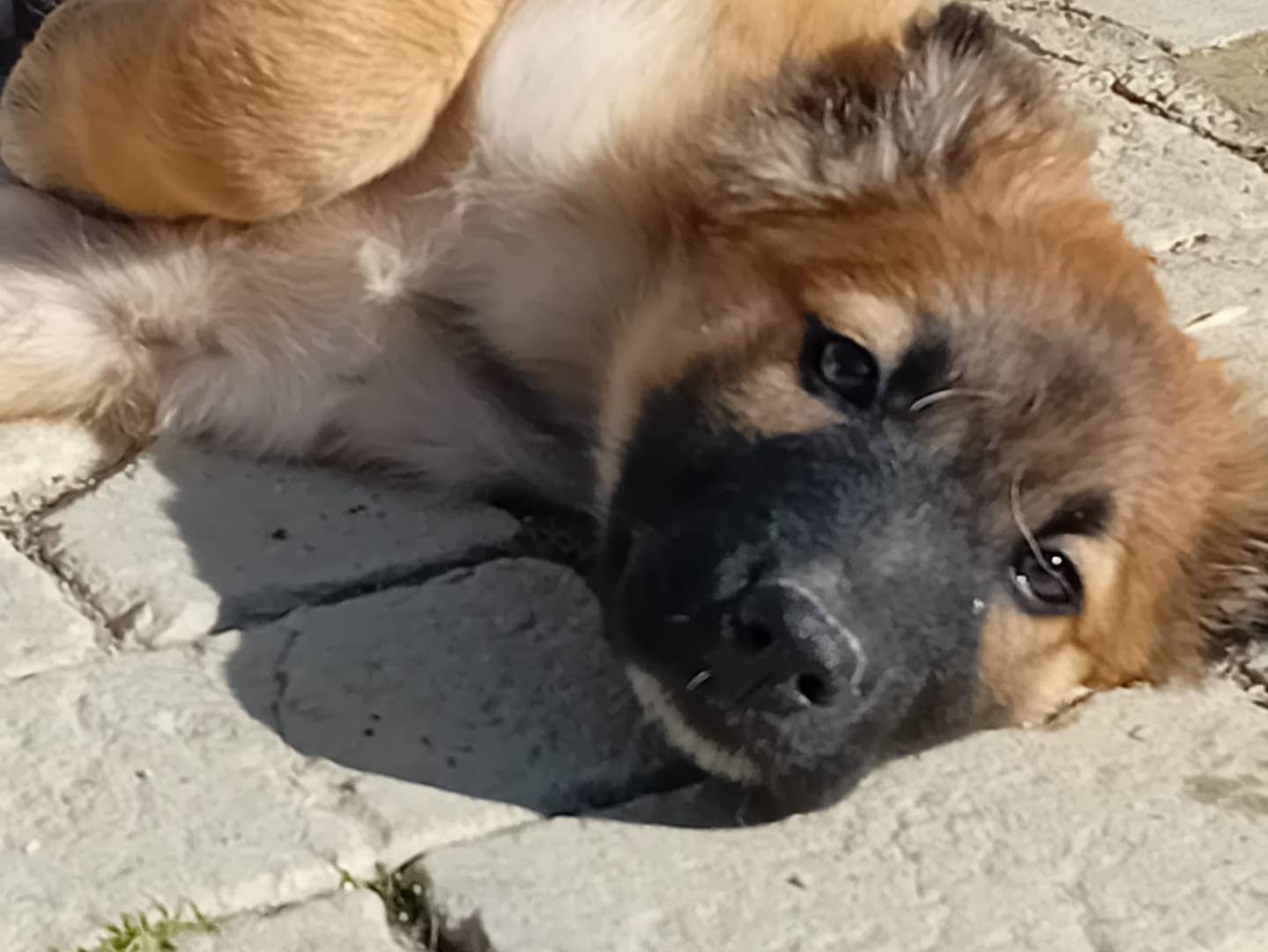 Adotta un cane, maschio, 1 mesi, Caltanissetta