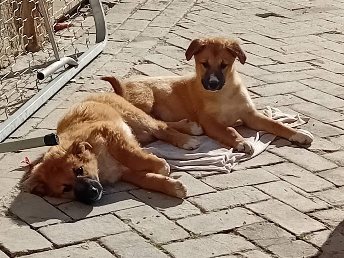 Adotta un cane, taglia media, maschio, Caltanissetta