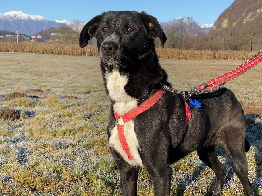 Vuoi adottare un cane a Varese?