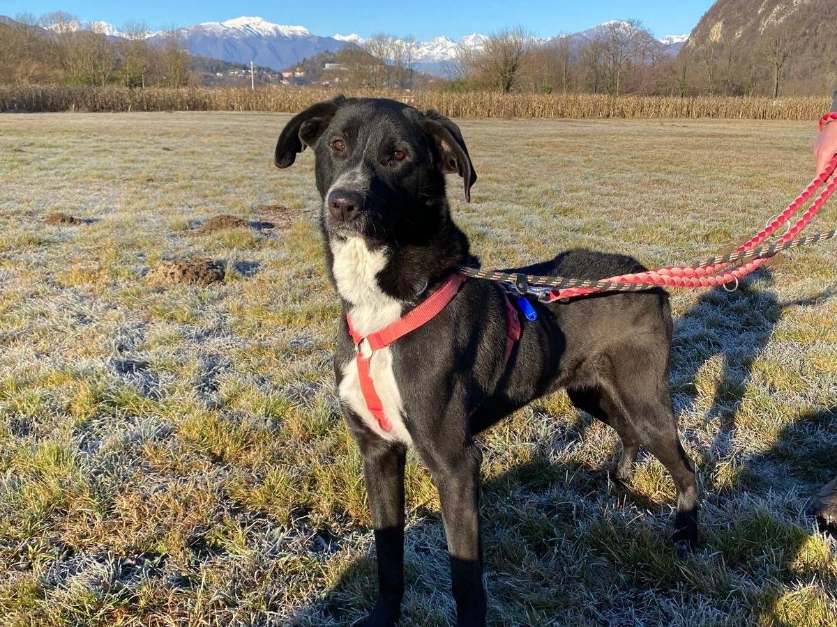 Adotta il cane Deo a Varese