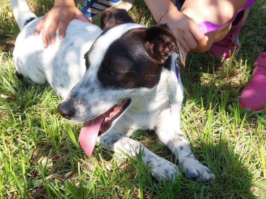 Adozione cane, femmina, Jack Russell Terrier Razza sconosciuta, 2 anni e 5 mesi, taglia piccola, Latina