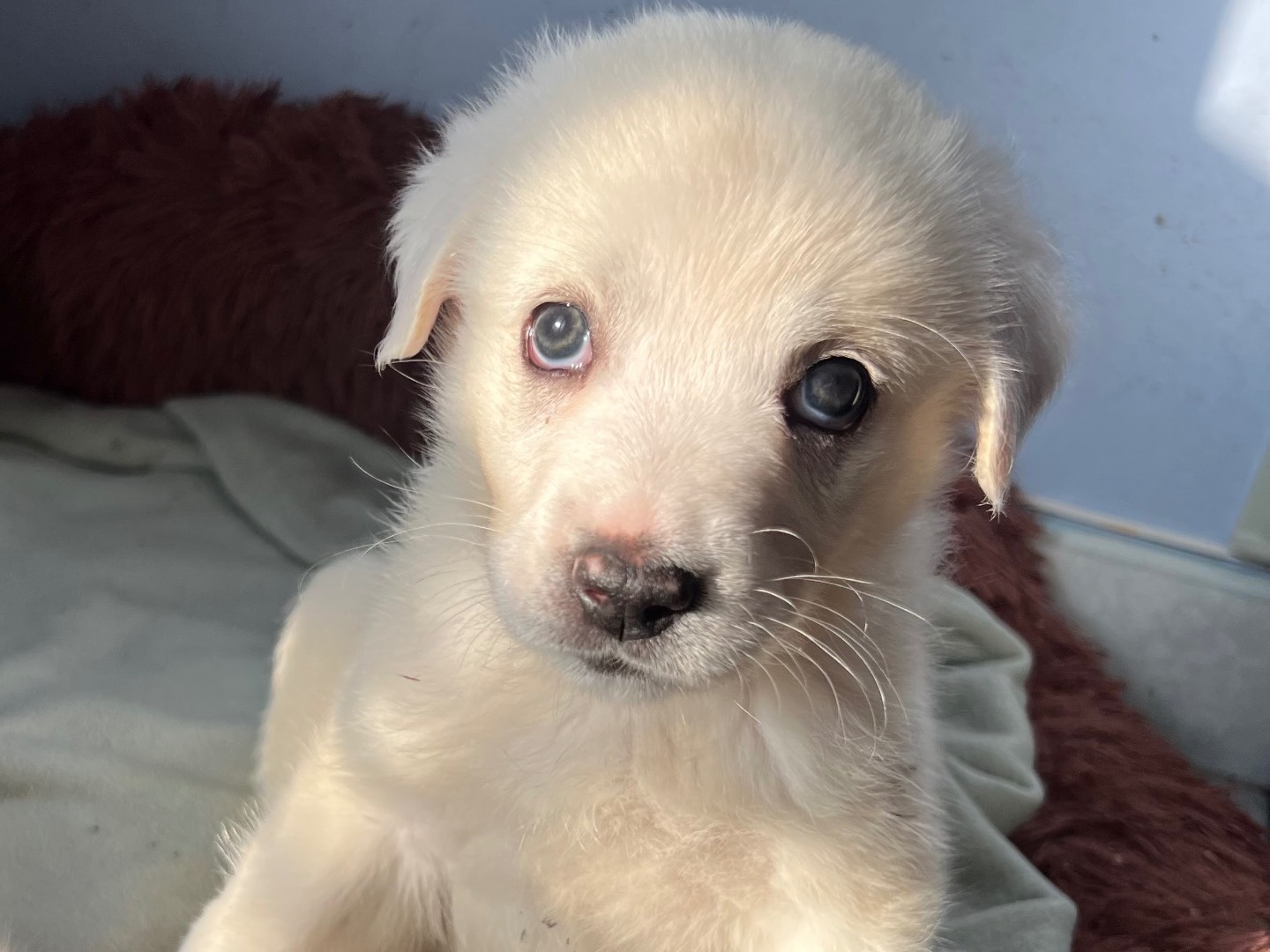 Adozione cane, femmina, Razza sconosciuta Razza sconosciuta, 2 mesi, taglia media, Catania