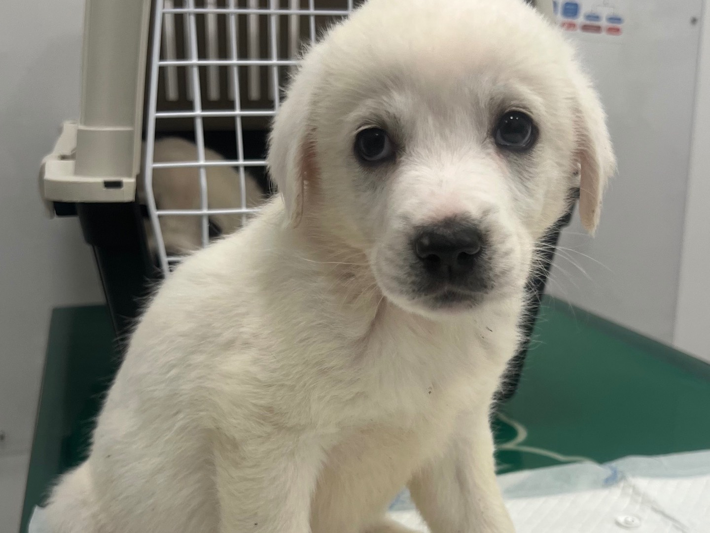 Adotta un cane, femmina, 2 mesi, Catania