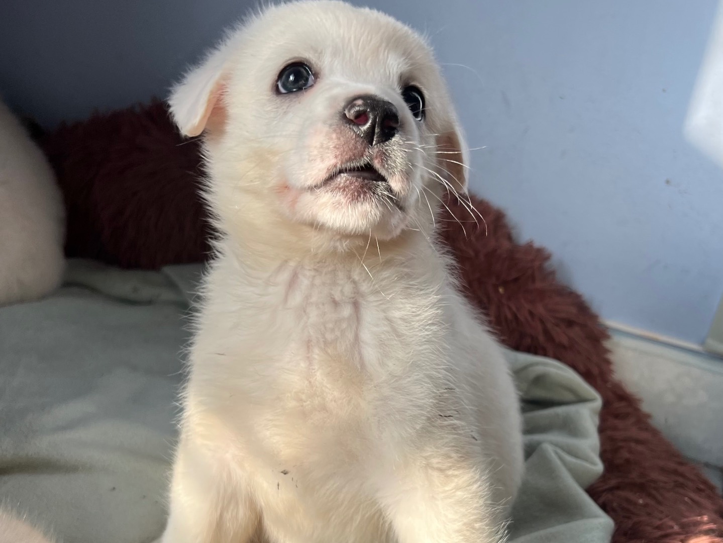 Adotta un cane, taglia media, femmina, Catania