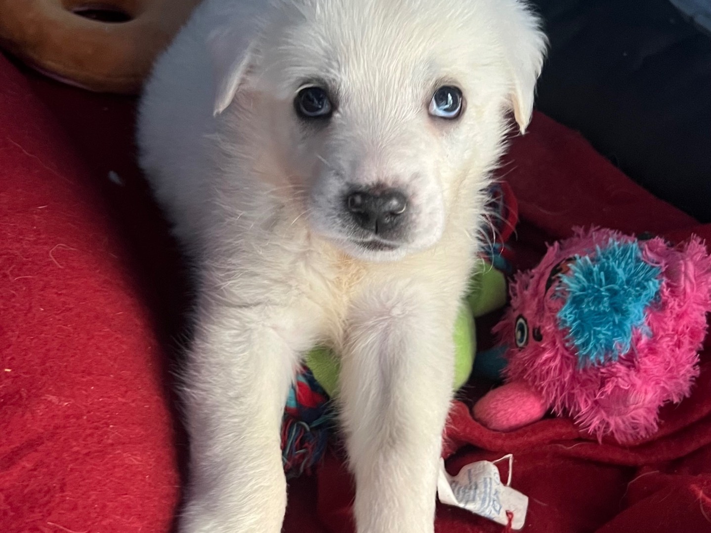 Vuoi adottare un cane a Catania?